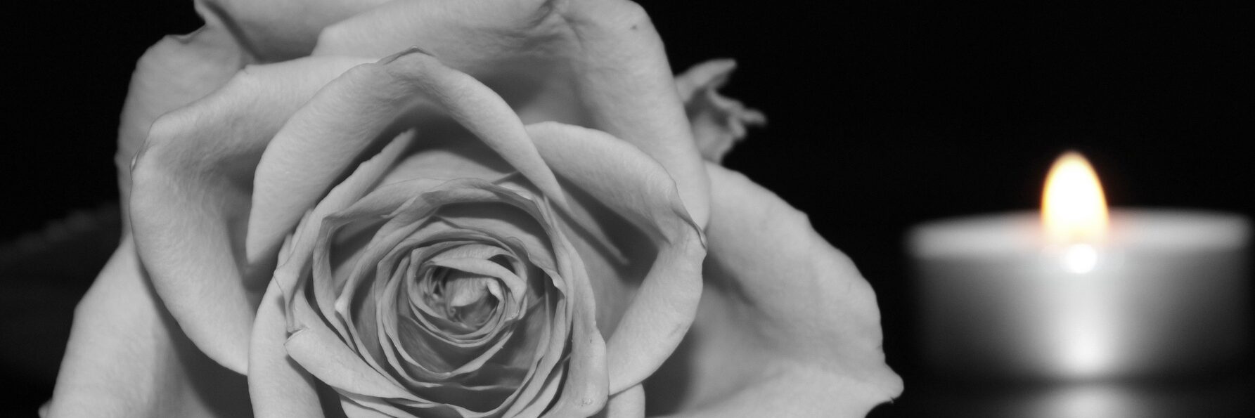 blossom-black-and-white-plant-white-photography-flower-643106-pxhere.com